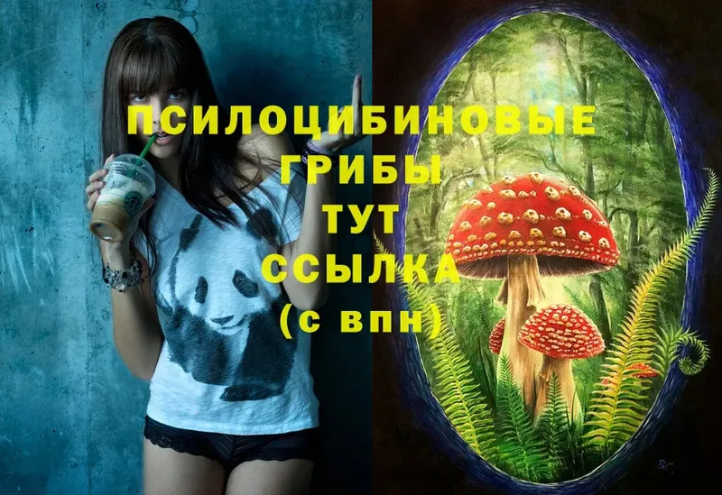 сколько стоит  Шлиссельбург  кракен tor  Псилоцибиновые грибы MAGIC MUSHROOMS 